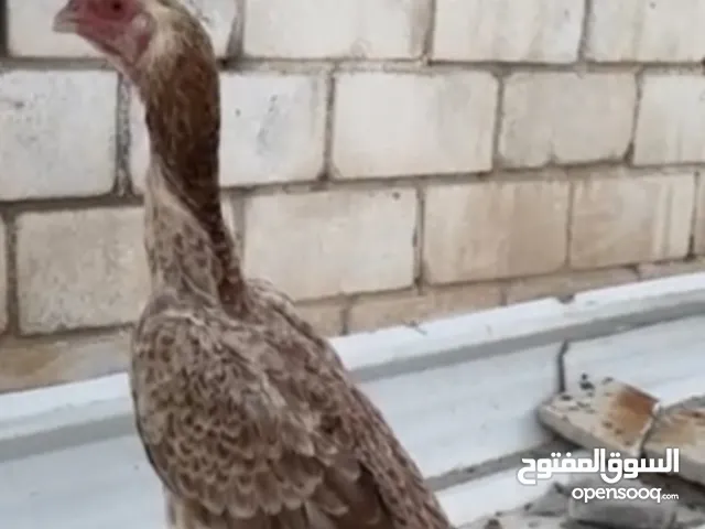 للبيع دجاجه هنديه اصليه عمرها سنه و ونص