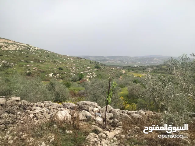 عمرو عبيدي