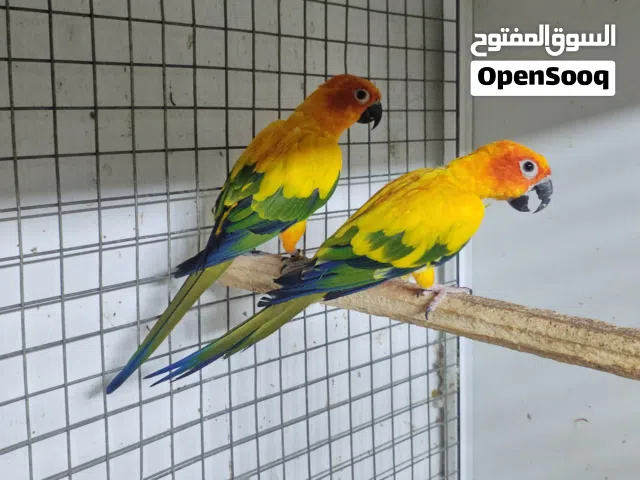 زوج صن كنيور محلي مع فحص DNA
