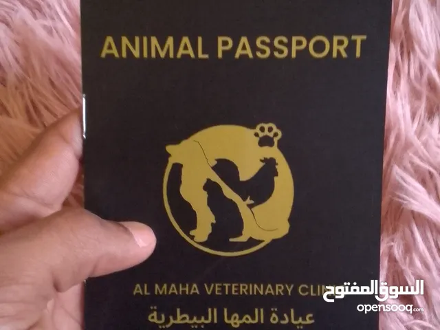 كلب صغير للبيع ذكر ماعنده اسم نوعيه و لعوب عمره شهرين ونص نضيف وخالي من الامراض