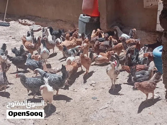 فراخ دجاج بلدي