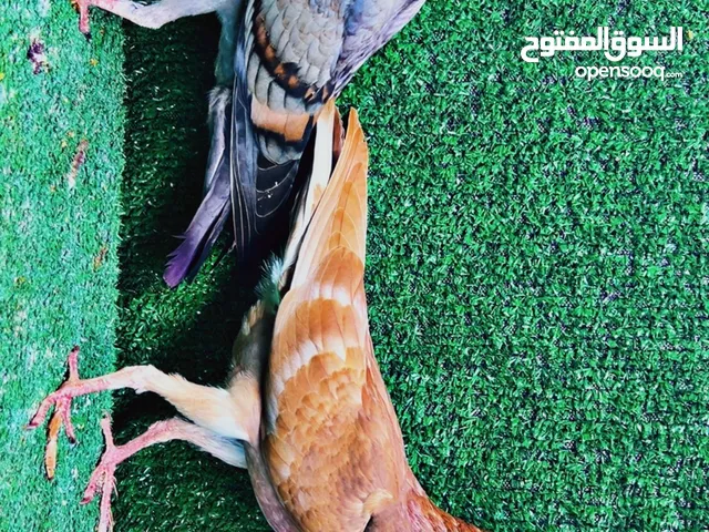 فراخ منفيخ