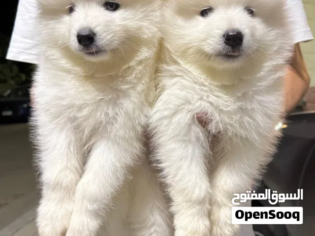 انا متخصصة في بيع و شحن كلاب من مصر