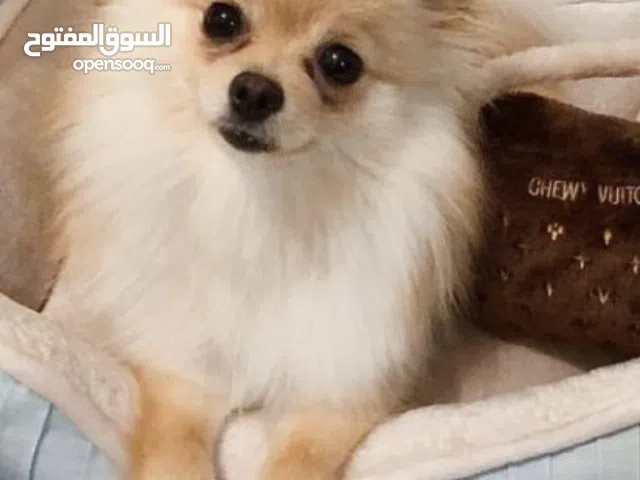 Pomeranian dog for sale.. female