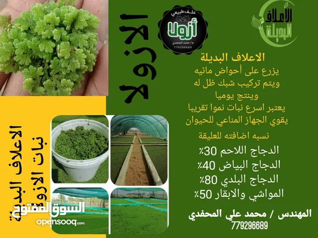 علف الازولا
