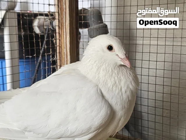 انثى حمام زاجل