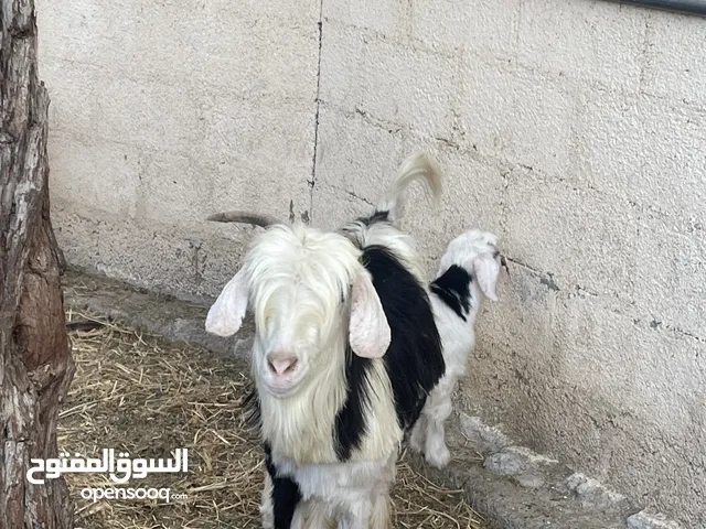 حلال رحبي للبيع