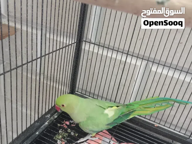 انثى الدره ابادله الوصف مهم يمكن التبادل