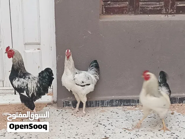دجاج سايكس فرارج