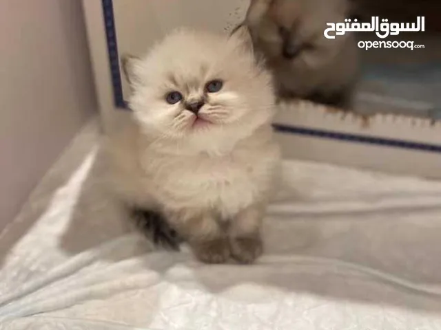 قطط راغدول بيور الأمريكية Ny11point تربية منزل المميزة عن باقي القطط ذكية جداً حنونة لعوبة ومسالمة