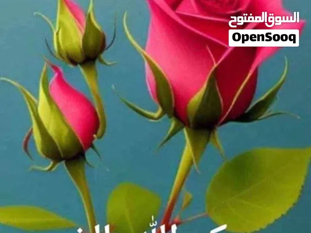 Residential Land for Sale in Basra Karmat Ali