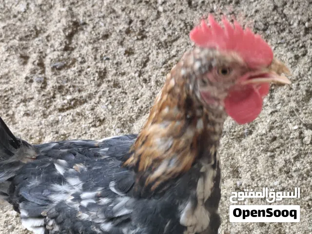 5ديوجة كويتي بسعر20الف