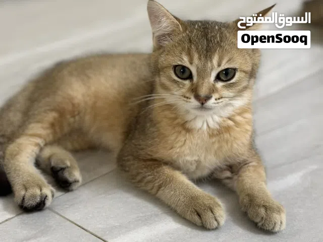 قط ذكر سكوتش ستريت جولد للبيع