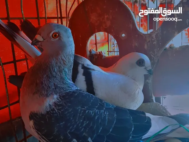 حمام مبوز كحل الفحل  للستفسار واتس اب فقط