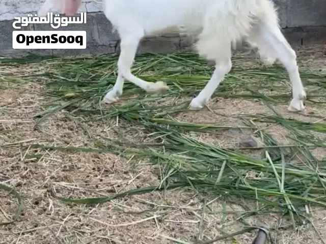 شاه باكستاني قبرصي حلال فاخر