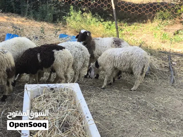 تمانية خرفان