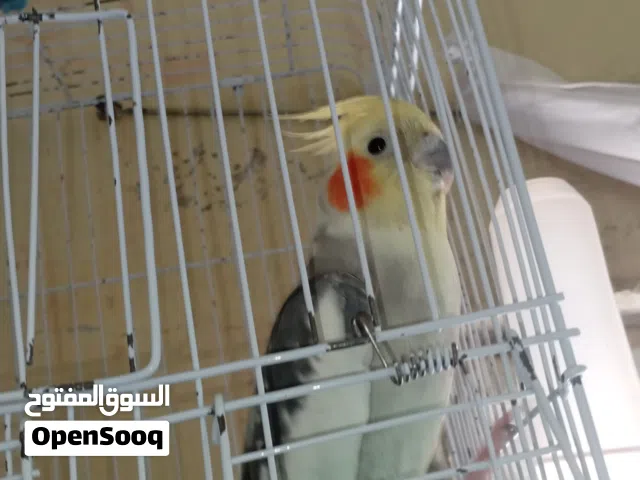 موجود 3 ككتتيل اليفات ومدربات آمنات علا الاطفال