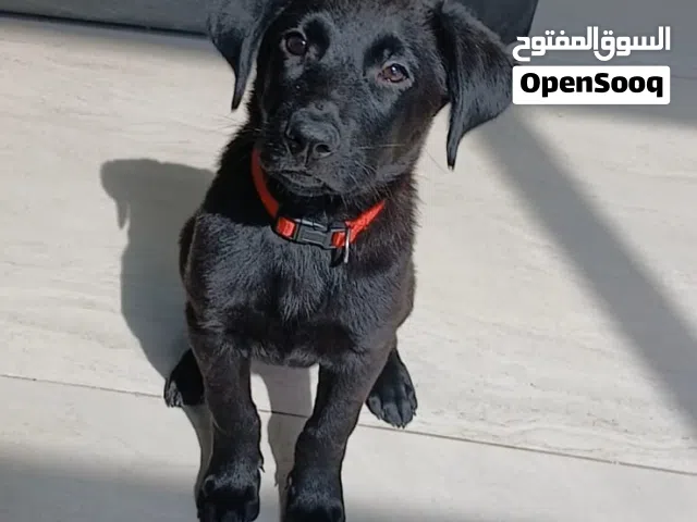 German shepherd puppy working line 2 months old