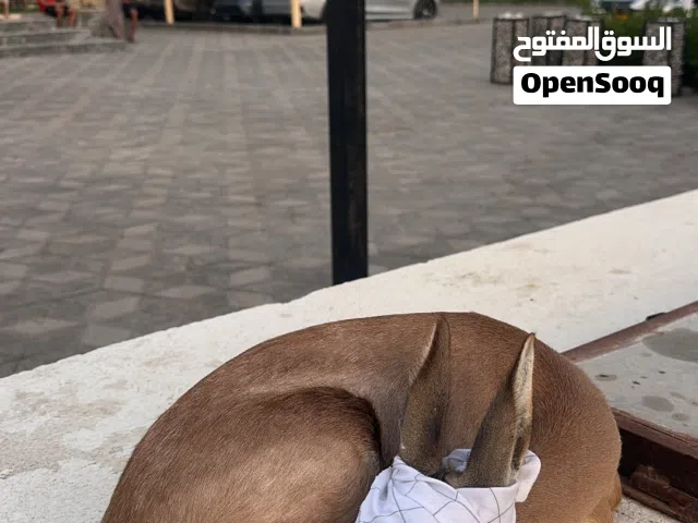 مطلوووب انثى غزال الديماني بسعر مناسب