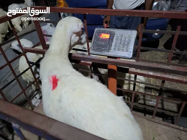 كباش مروعي