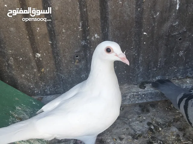 حمام زاجل اوروبيات مستوى عالي بسعر حرق مخ نضيف بزرة مميزة