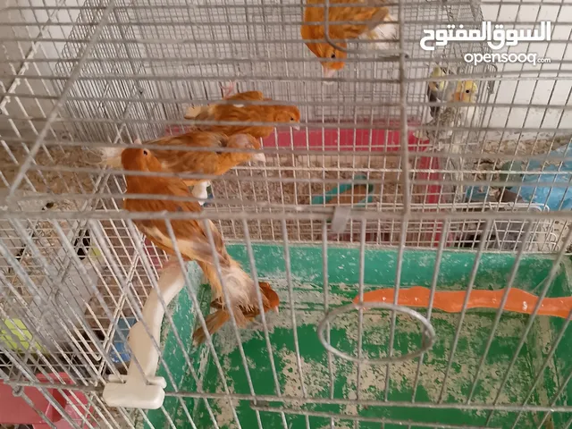 مخاليف كنار