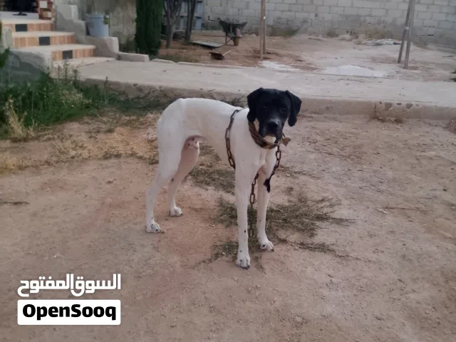 كلاب صيد مدربات