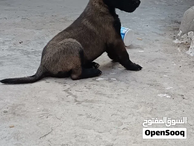جراء مالينو