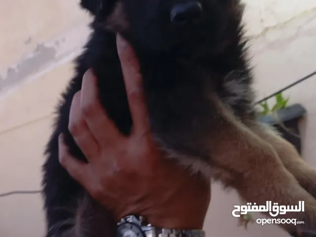 جيرمن شيبرد شورت هير