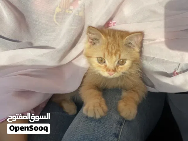 للبيع قطه شيرازي العمر 3شهور اليفه ولعوبه جدا