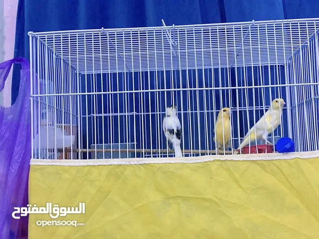 كناري ثنين ذكر ووحده انثى
