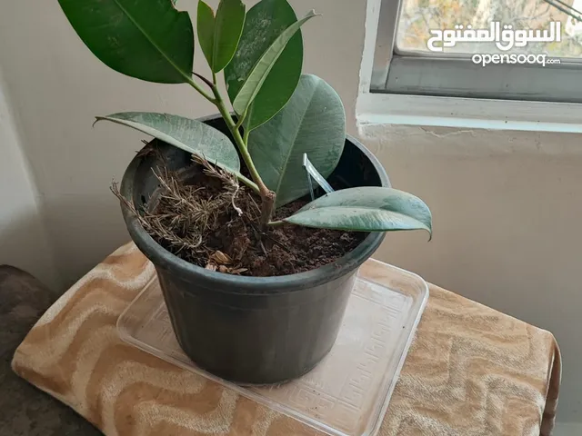 مجموعة قوارات زريعة للبيع بسبب السفر