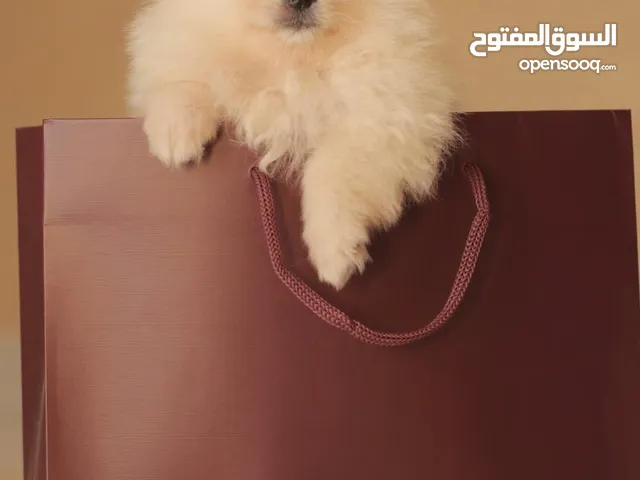 انثى بومرينيان من الاخر