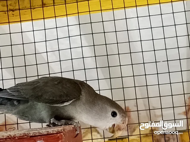 روز ذكر جاهز