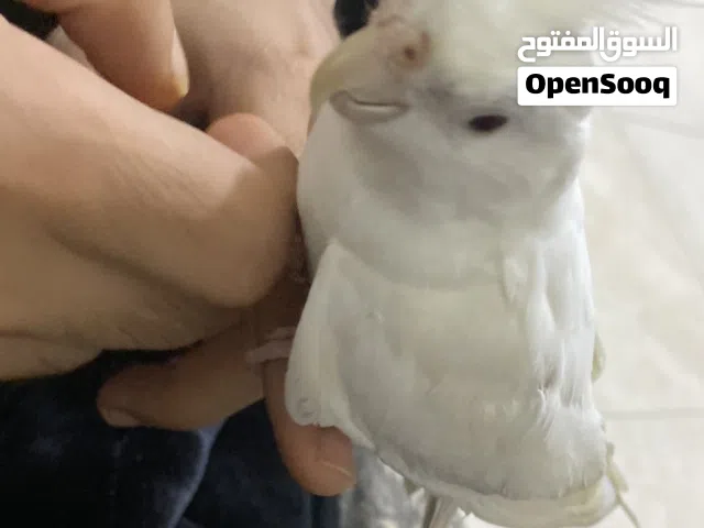 كوكتيل البينو اليف ذكرعين حمره
