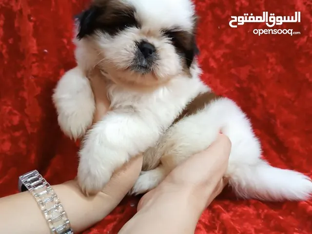 Shih tzu female