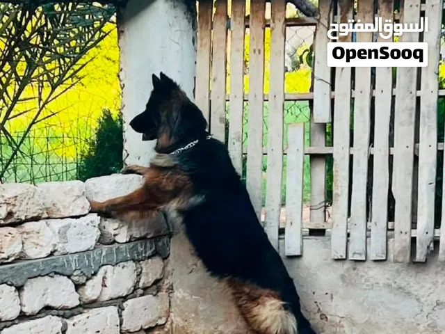 السلام عليكم انتيه لنق موصفات فل عمر سنه