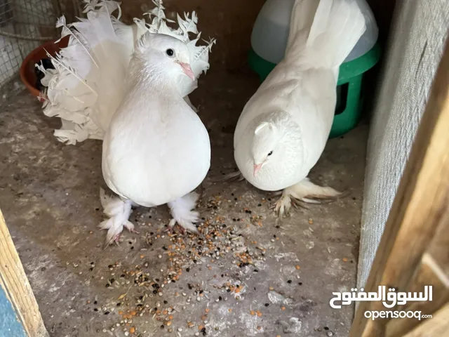 حمام للبيع هنه وافراخهن والخانات كاملات موجودات بالحكيميه قرب مقبرة الانگليز