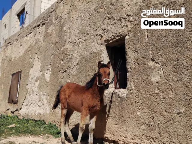 مهر للبيع العمر 3 شهور