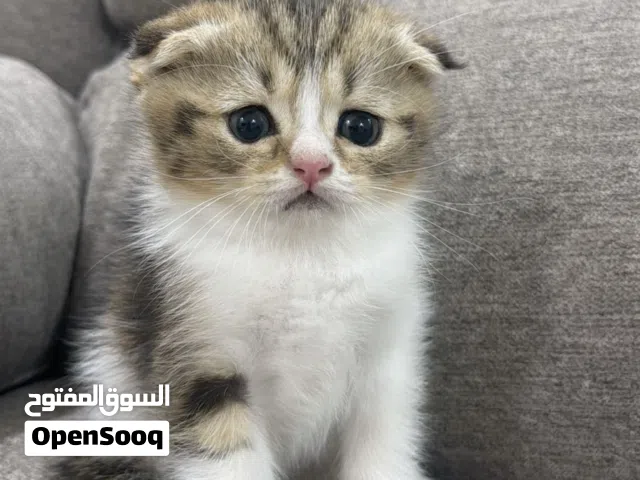 سكوتش فولد وقط اخر للبيع