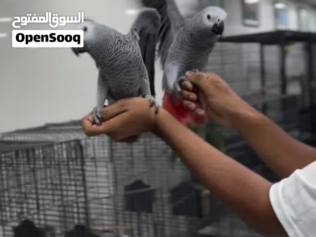 African gray parrots