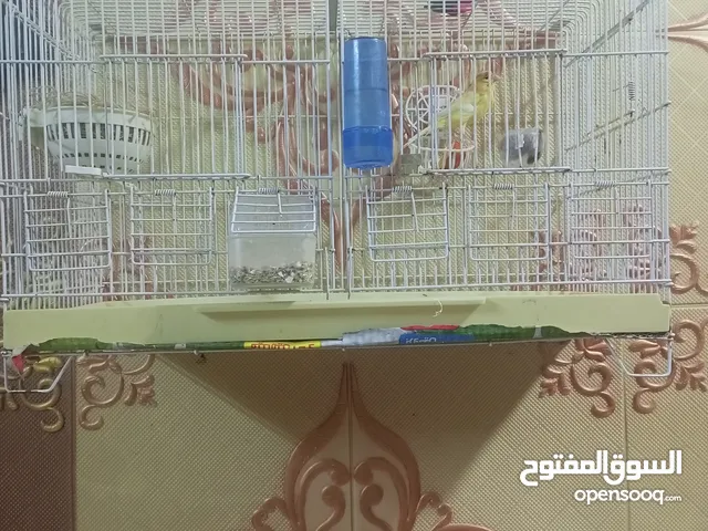 يالله متاح كناري للبيع اقره الوصف