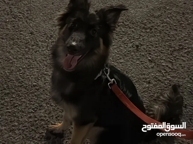 مكس بيرد جيرمان
