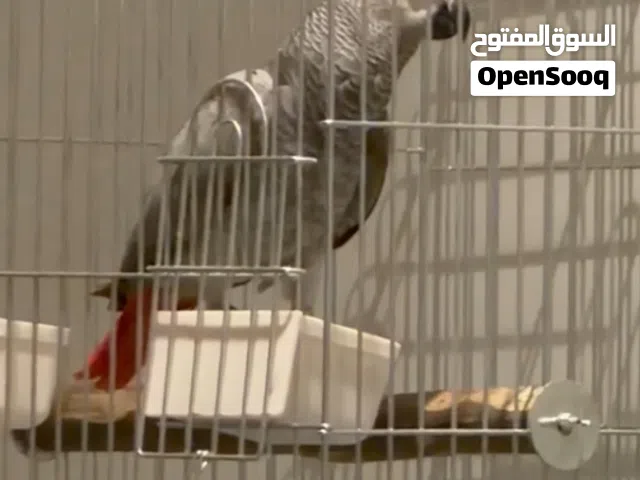 للبيع  شرط الكلام صغير بالعمر