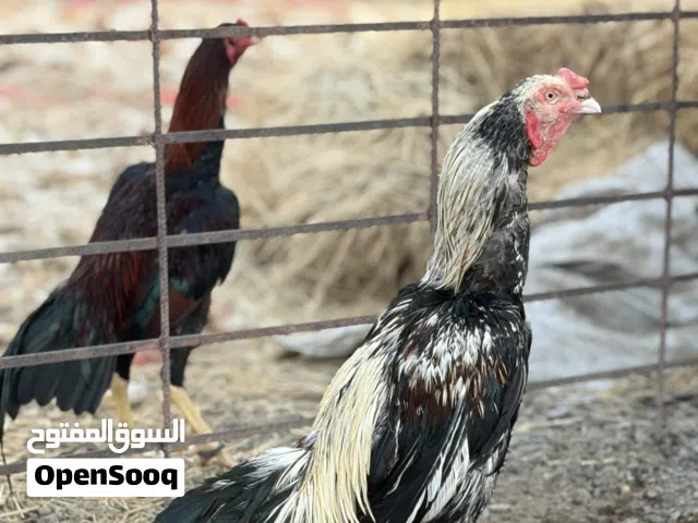 الوصف مهم للبيع الطير الجاوا ع 30