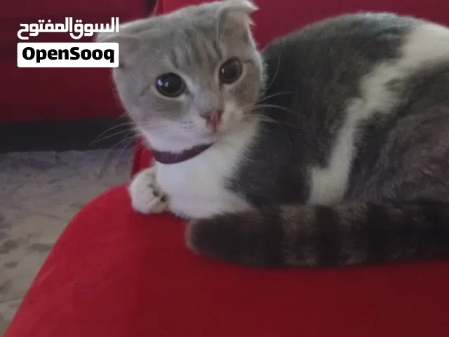 قطه مميزة جدا سكوتش فولد عمرها 8شهور متعوده على الليتر بوكس وتاكل دراي فود و وايت فود