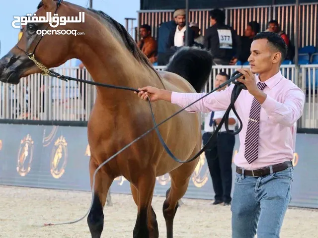 حصان سلالة عربيه فاخرة