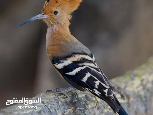 فروخ الهدهد للبيع اقرا الوصف