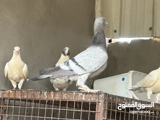 جوز حمام ريحانيات زرق جامبو شغالين بالصلاه عالنبي ومعهم فحل يهودي احمر