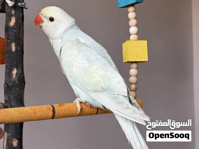 ببغاء دره بلو - لاسوينج